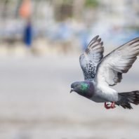 PigeonBot brings flying robots closer to real birds
