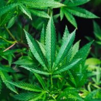 MJ or Marijuana is now legal in Illinois