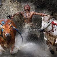 Bull racing Indonesia