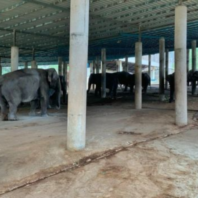 'Unemployed' Thai Elephants Face Starvation.