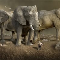 Internet of Elephants introduces Wildeverse