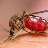 Malaria ‘Completely Stopped’ by Microbe.