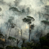 Disease Meets Deforestation at Heart of Brazil.