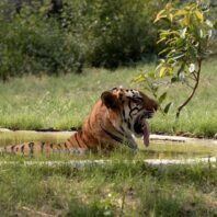 India sends 'man-eater' tiger to a lifetime in captivity