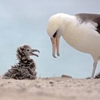 Wisdom Albatross