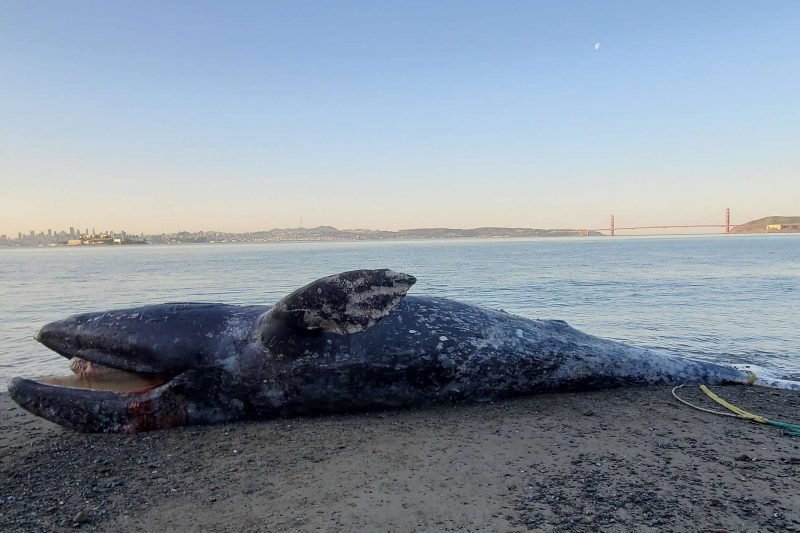 Four gray whales found dead in San Francisco Bay Area in 9 days