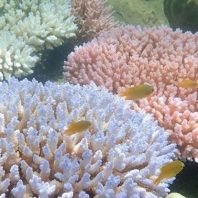 Global Warming kills 14 Percent of the World's Corals in a Decade