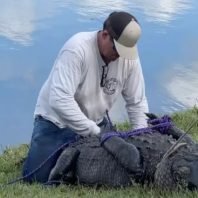 Alligator kills woman in Florida