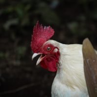 Bird flu can be gotten from chickens too