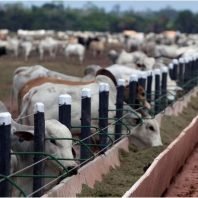 Brazil court prohibits live cattle exports over concerns on animal welfare