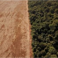 March saw more Amazon rainforest deforestation in Brazil.