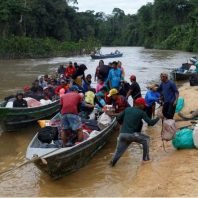 Brazil to remove Yanomami gold miners after gunfire.