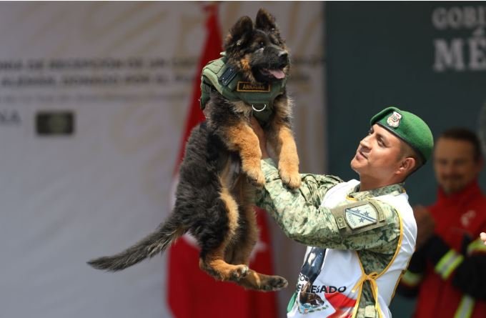 Turkey presents Mexico cute pup after rescue dog loses on quake duty