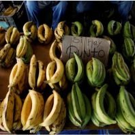 Banana fungus may deepen food problem in Venezuela