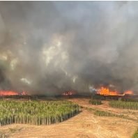 Alberta wildfires fought by Canadian troops