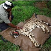 After two fatalities, India reports healthy African cheetahs.