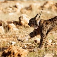 Captive breeding boosts Iberian lynx population.