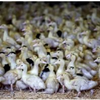 After positive tests, France approves bird flu vaccination.