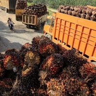 indonesian-prosecutors-name-3-palm-oil-groups-suspects-in-corruption-case