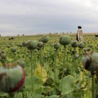 afghanistan-opium-poppy-supply-plummets-95%-after-taliban-ban-–-un.