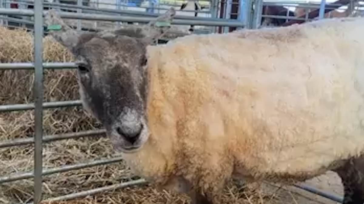 world’s-loneliest-sheep-settles-into-‘five-star’-animal-sanctuary
