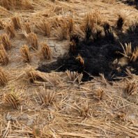 india’s-top-court-tells-states-to-stop-crop-burning-as-new-delhi’s-air-turns-hazardous